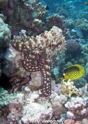 Diagonal butterfly fish looks closely at red sea octopus by Vitaly Vinogradov 